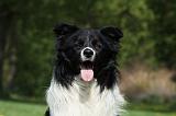 BORDER COLLIE 929
